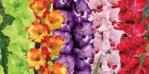 Kada posaditi gladiole u proljeće u sibiru